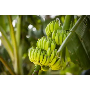 Green Banana (1)-6468087-60368.webp